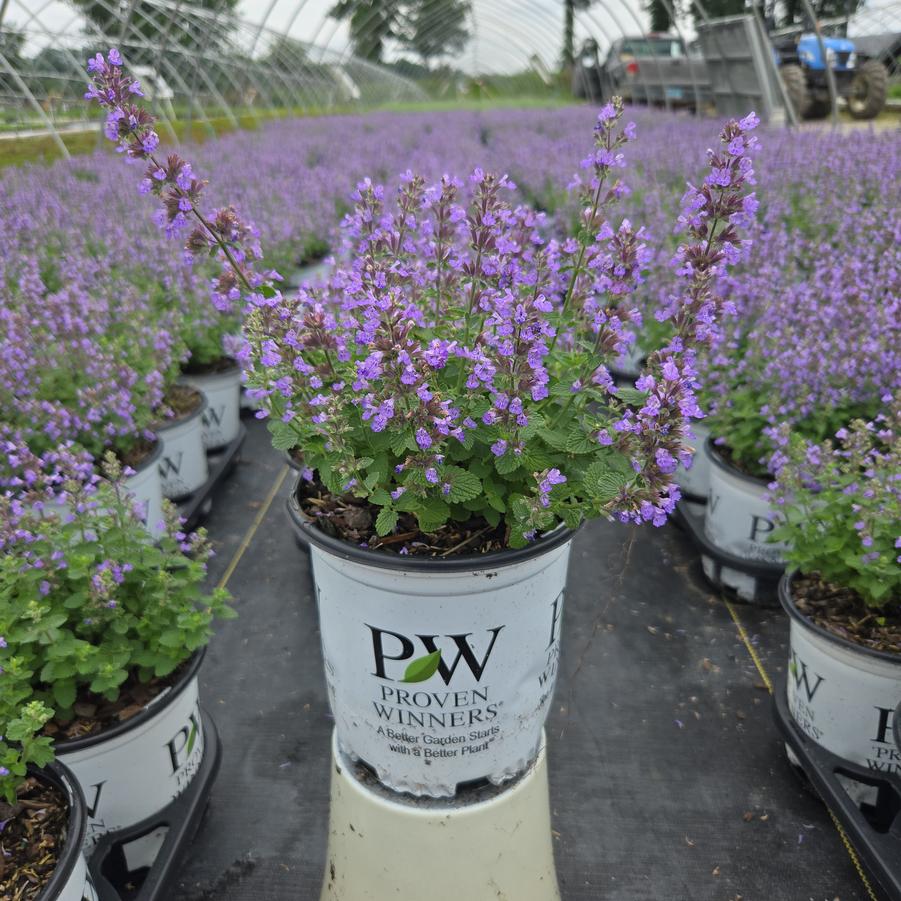 Nepeta x 'Cat's Pajamas'