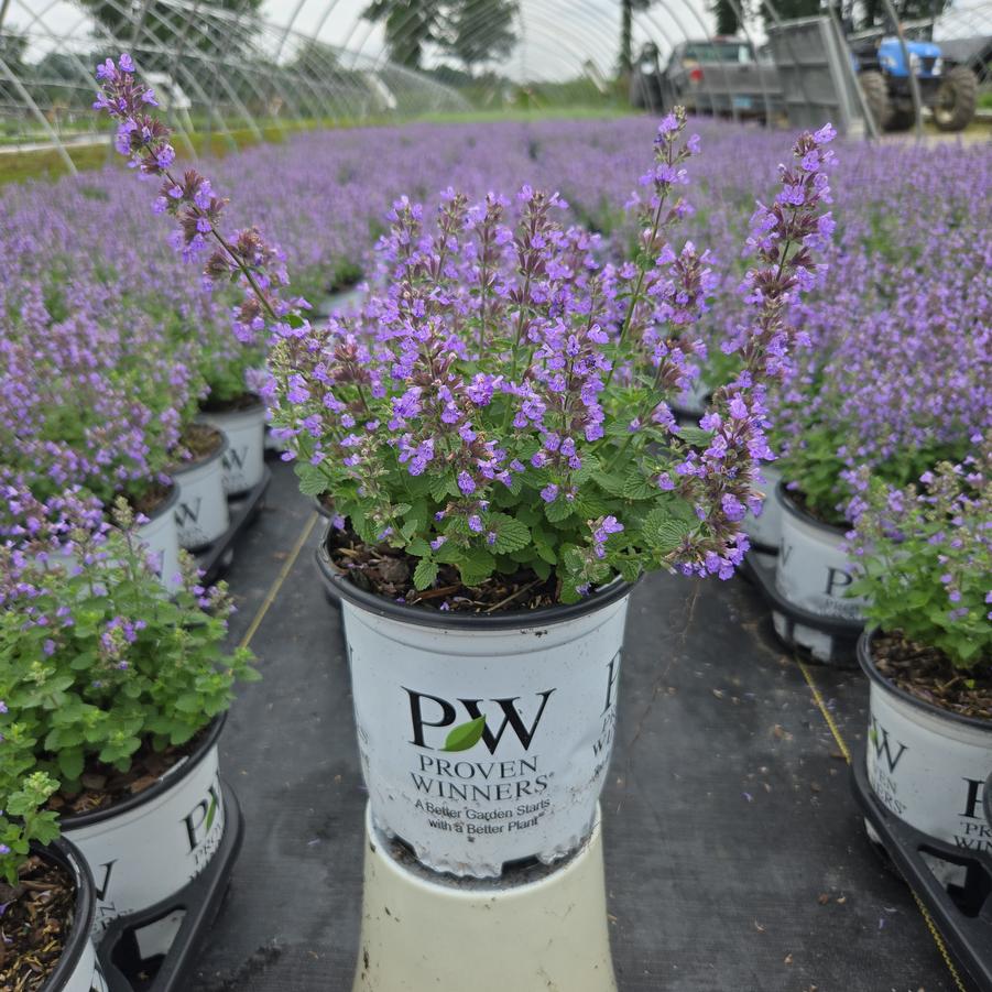 Nepeta hybrid 'Cat's Pajamas'