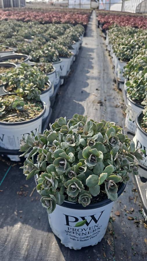 Sedum x Rock 'N Grow® 'Popstar'