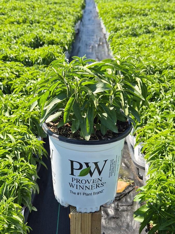 Veronica x Magic Show® 'White Wands'