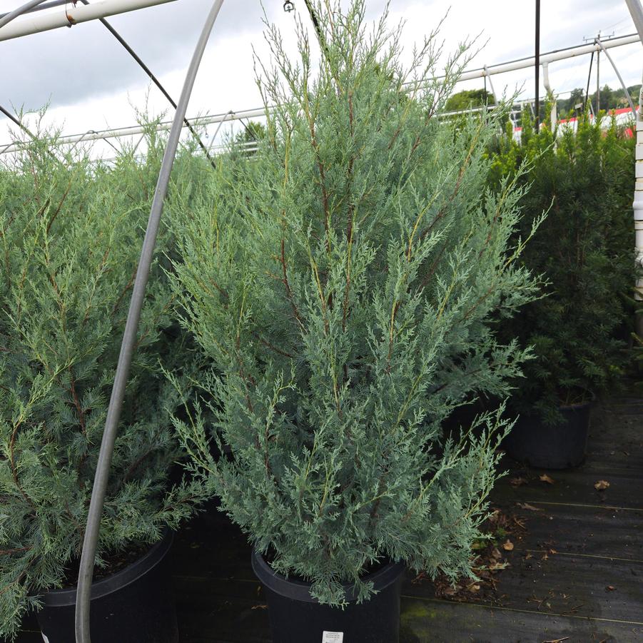 Juniperus scopulorum Wichita Blue