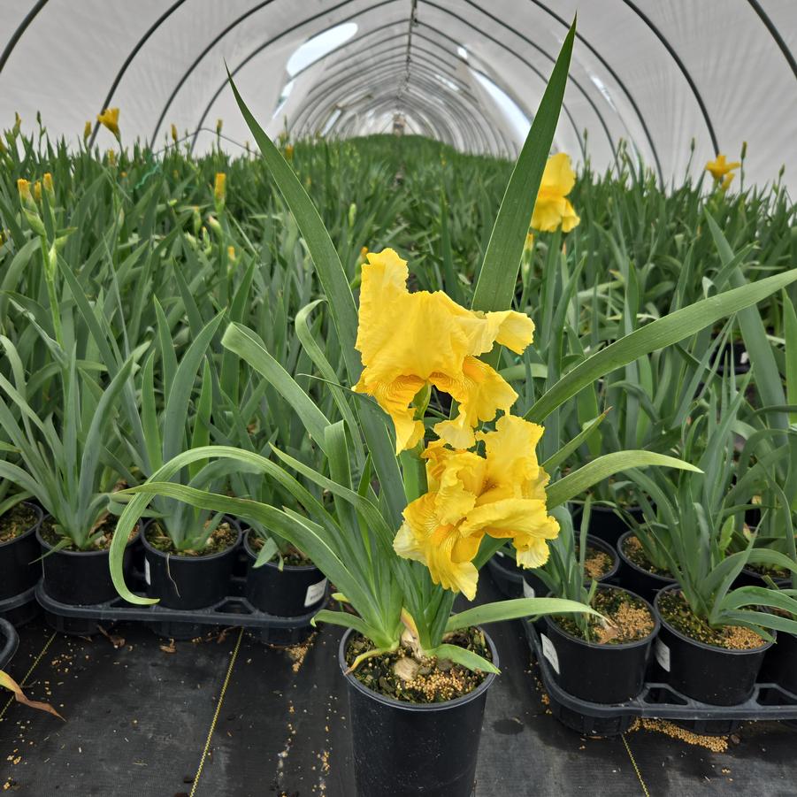 Iris germanica Pleasant Peasant