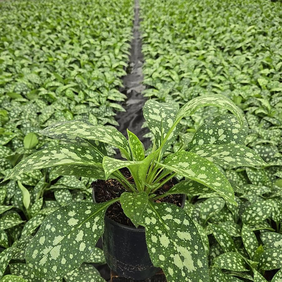 Pulmonaria 'Shrimps on the Barbie'