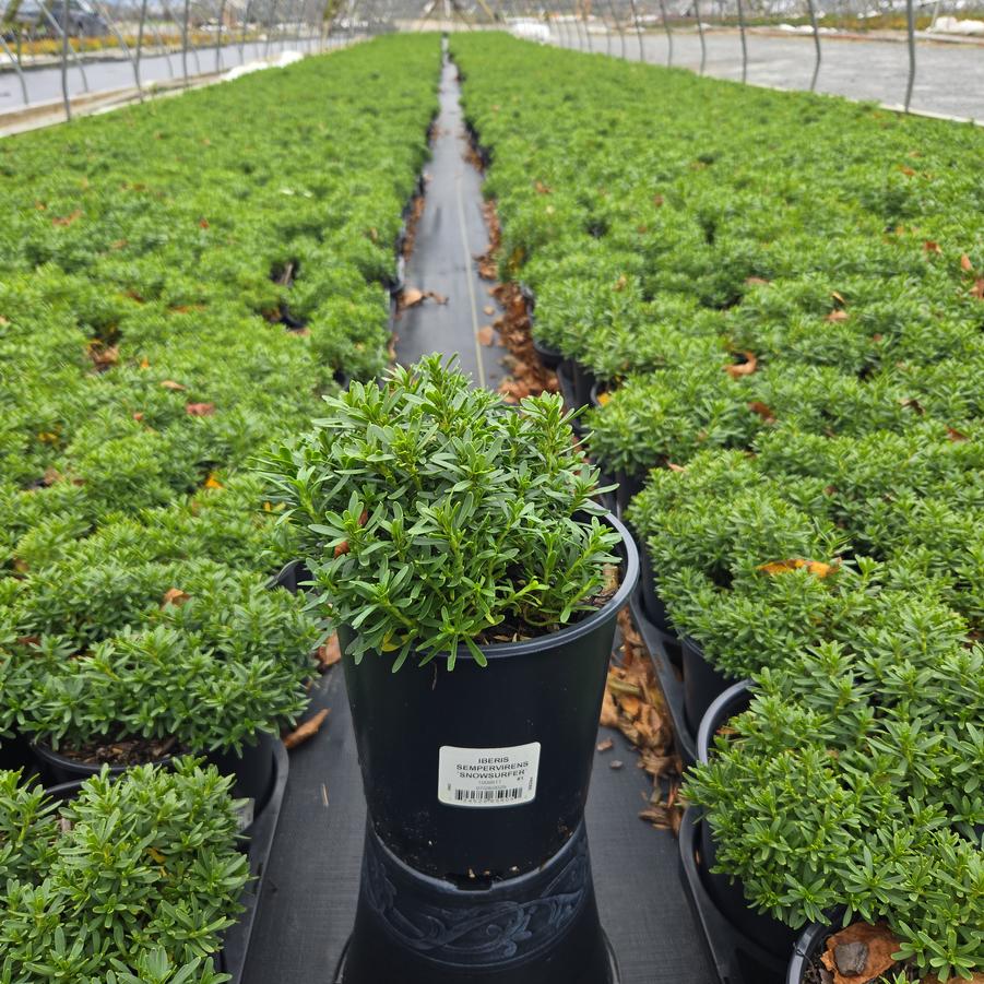 Iberis sempervirens Snowsurfer™