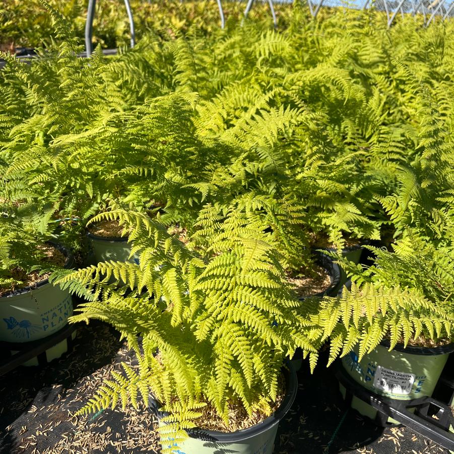 Dennstaedtia punctilobula 