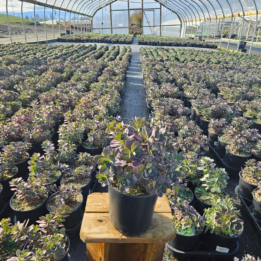 Sedum x SunSparkler® 'Plum Dazzled'