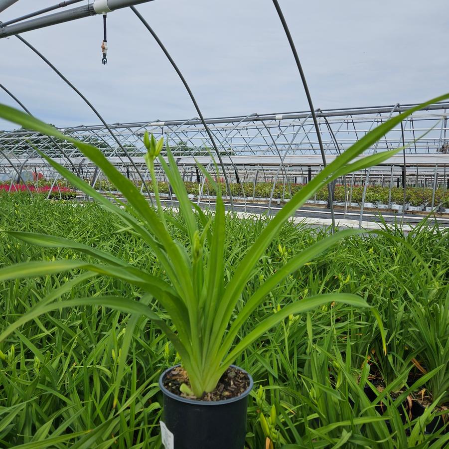 Hemerocallis 'Sunday Gloves'