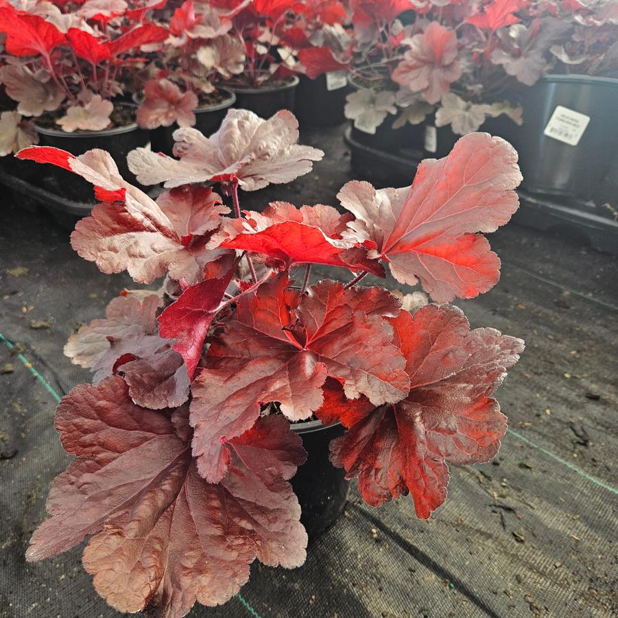 Heuchera Forever® Red