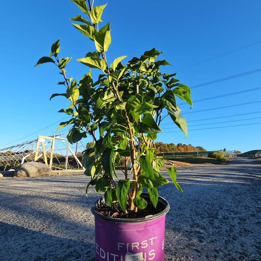 Syringa Virtual Violet®