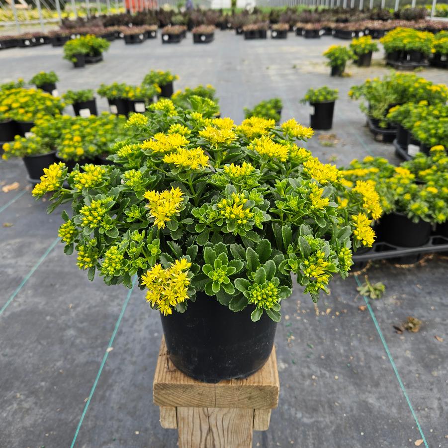 Sedum x 'Little Miss Sunshine'