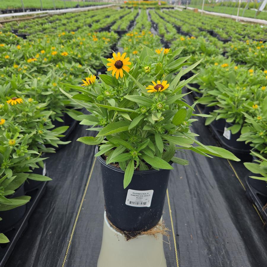 Rudbeckia x 'American Gold Rush'
