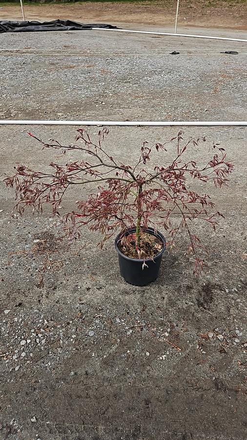 Acer palmatum dissectum 'Tamukeyama'