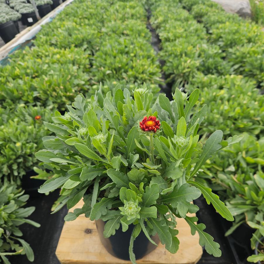 Gaillardia SpinTop™ Red