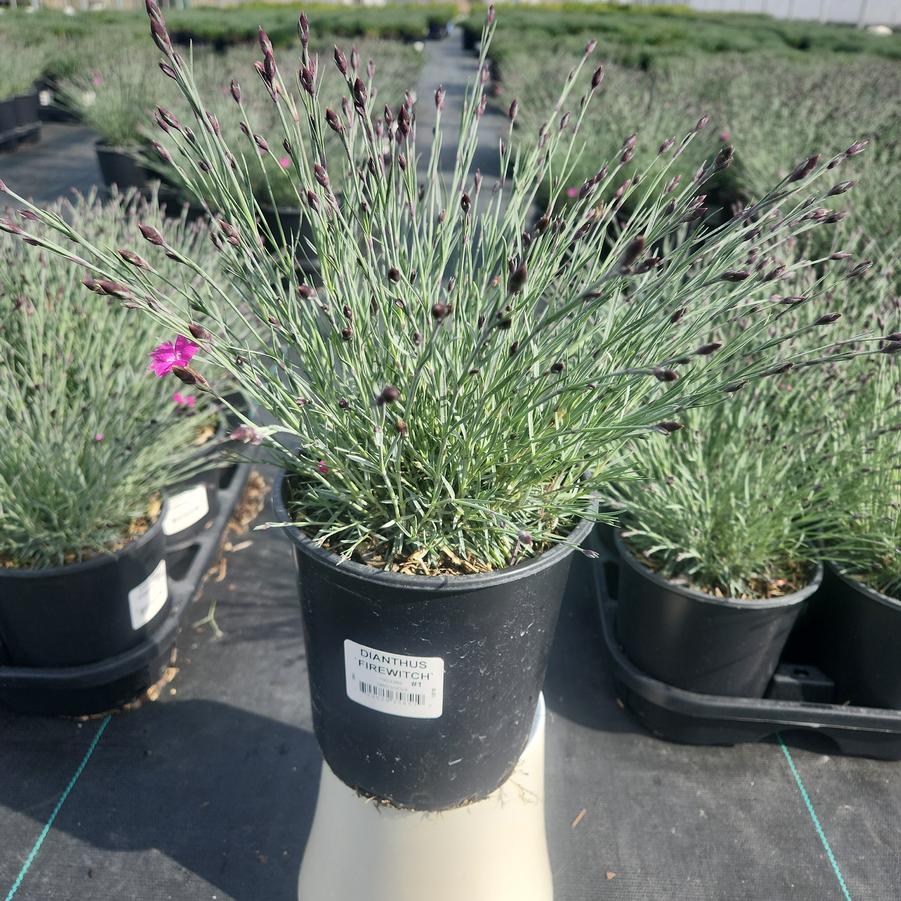 Dianthus Firewitch