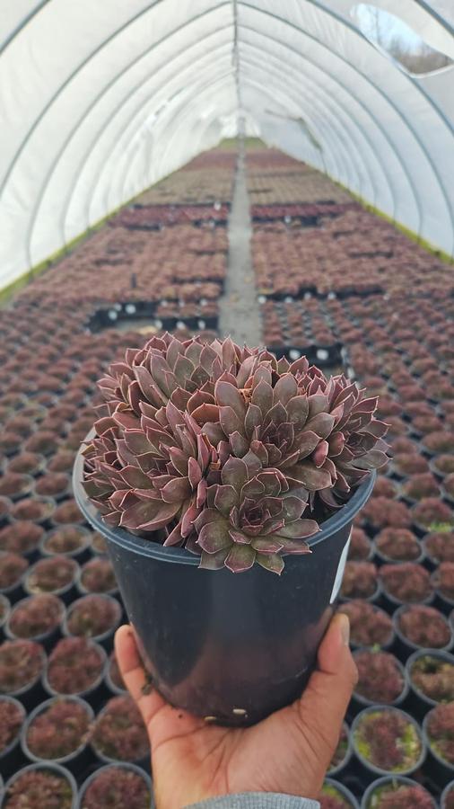 Sempervivum Chick Charms® Chocolate Kiss™