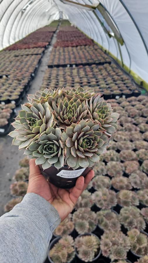 Sempervivum Chick Charms® Berry Blues™