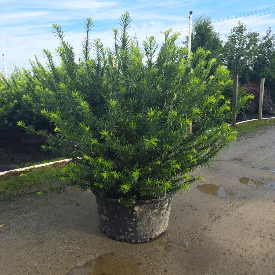 Cephalotaxus harringtonia 'Duke Gardens'