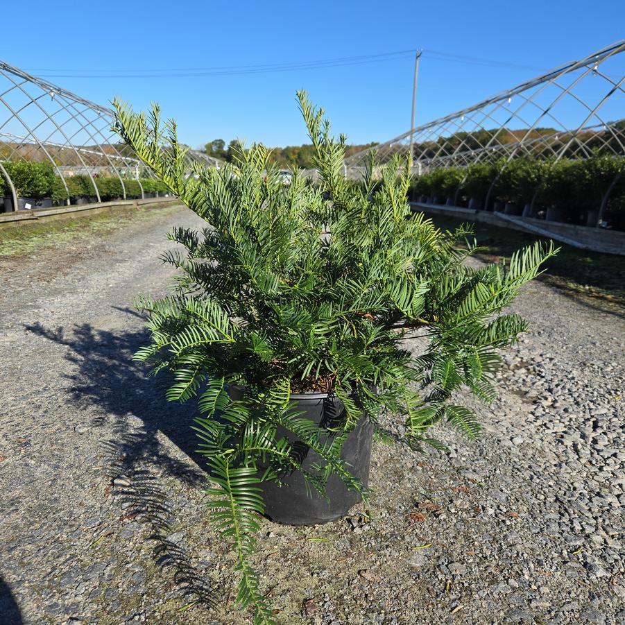 Cephalotaxus harringtonia var. 'Drupacea'