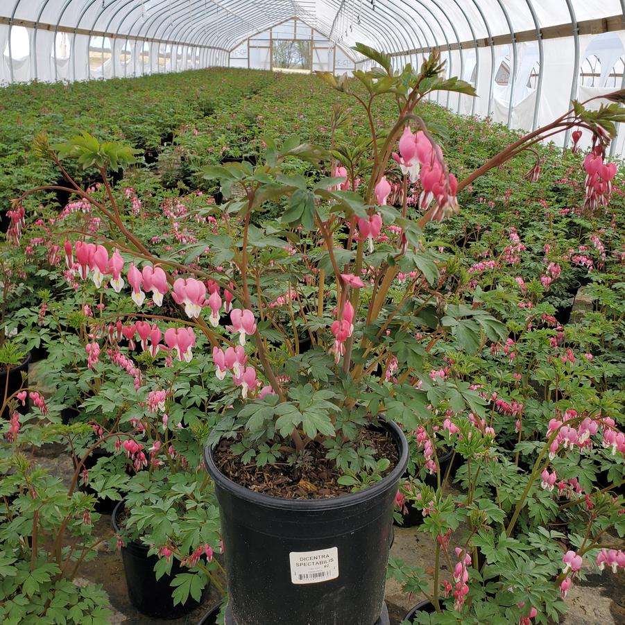 Dicentra spectabilis 