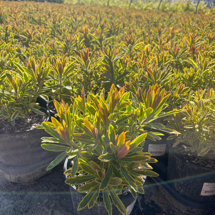 Euphorbia x martinii 'Ascot Rainbow'