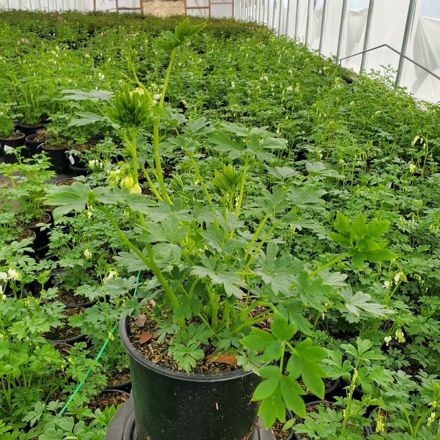 Dicentra spectabilis 'Alba'