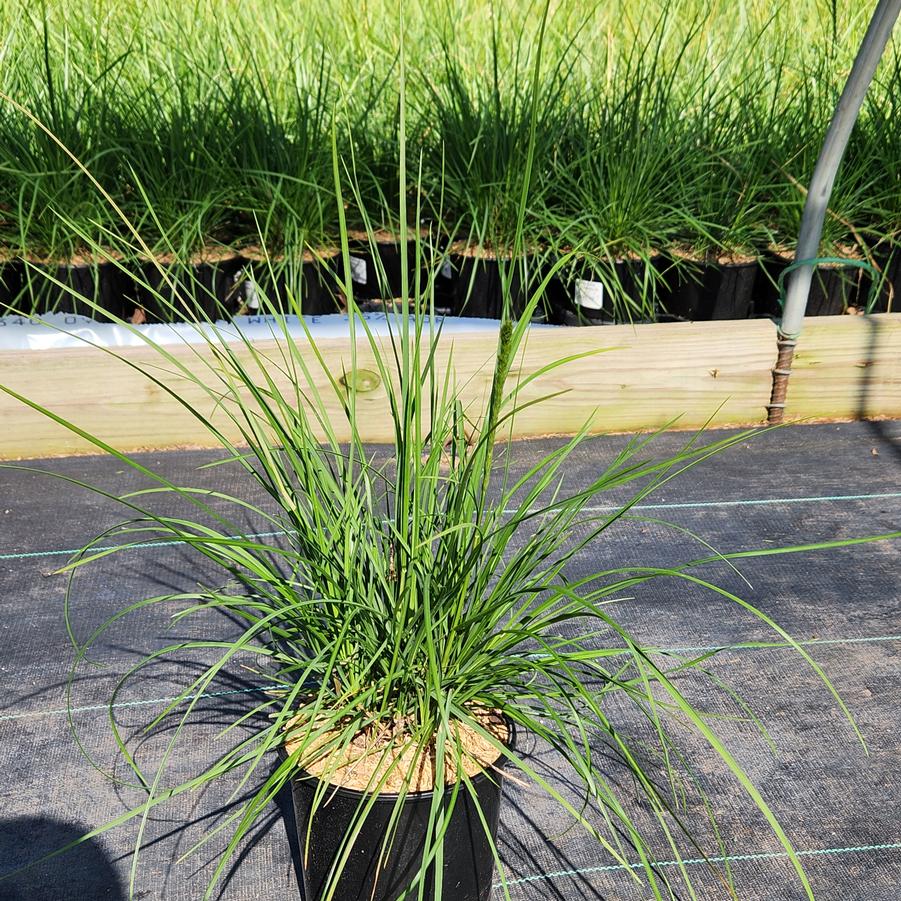 Sesleria autumnalis 