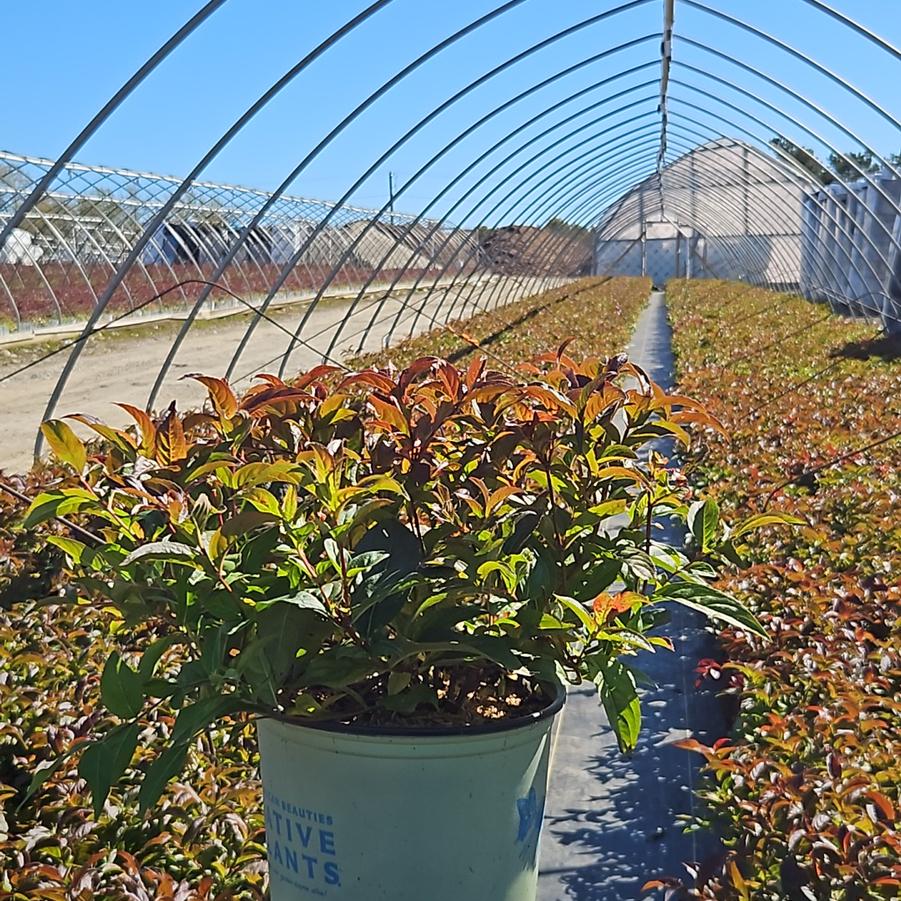 Diervilla lonicera 'Copper'