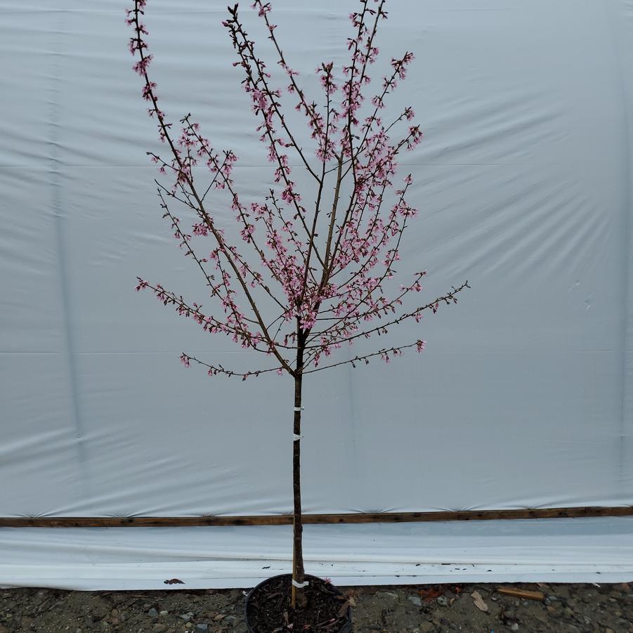 Prunus yedoensis 'Okame'
