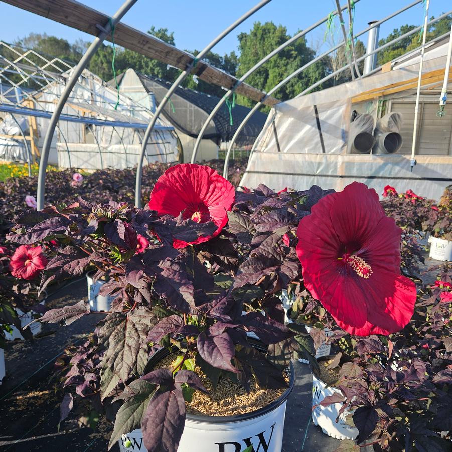 Hibiscus x Summerific® Holy Grail