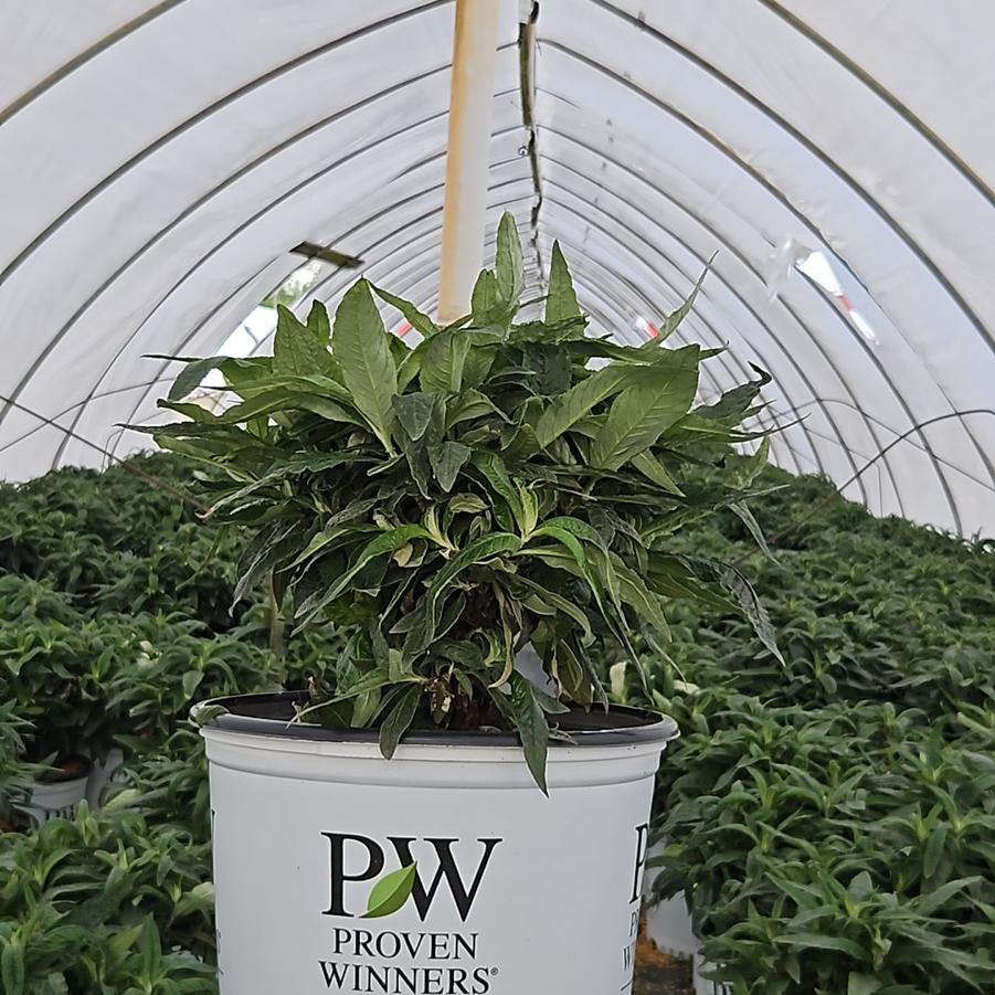Buddleia x Pugster® Amethyst