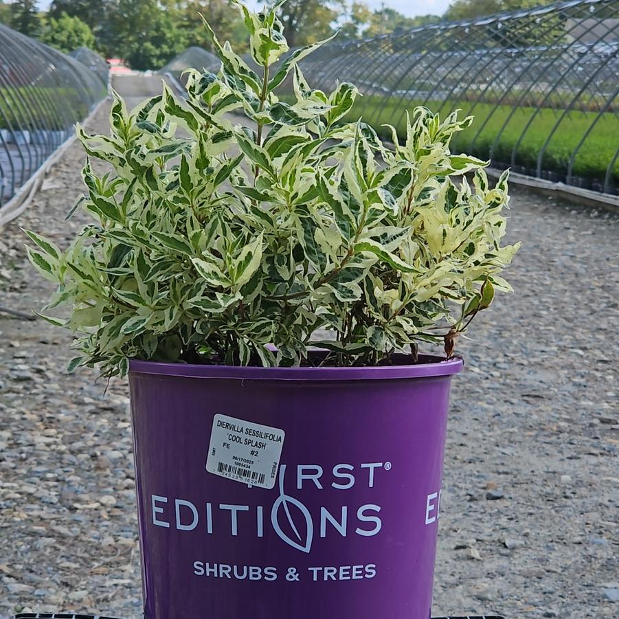 Diervilla sessilifolia Cool Splash®