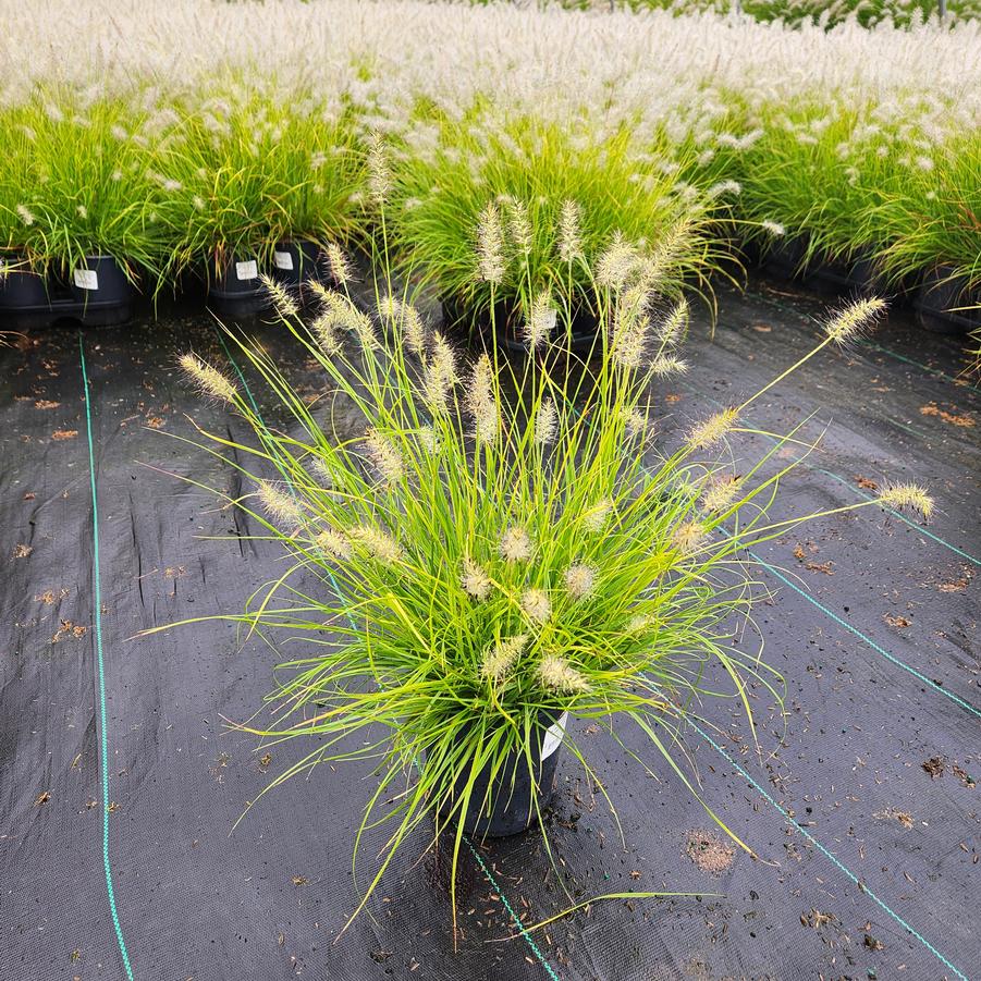 Pennisetum alopecuroides Lumen Gold™
