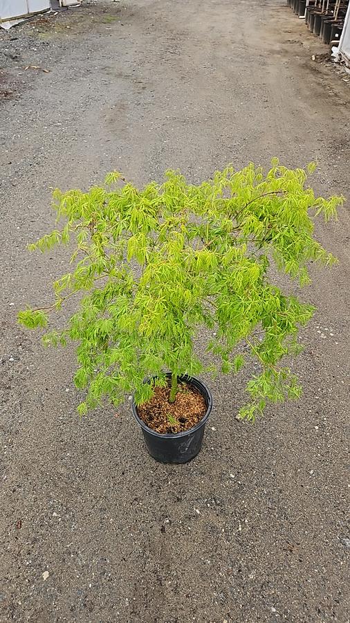 Acer palmatum dissectum 'Waterfall'