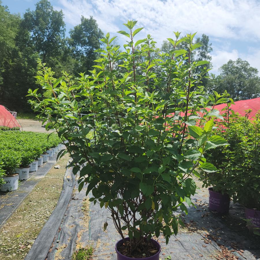 Hydrangea paniculata Berry White®