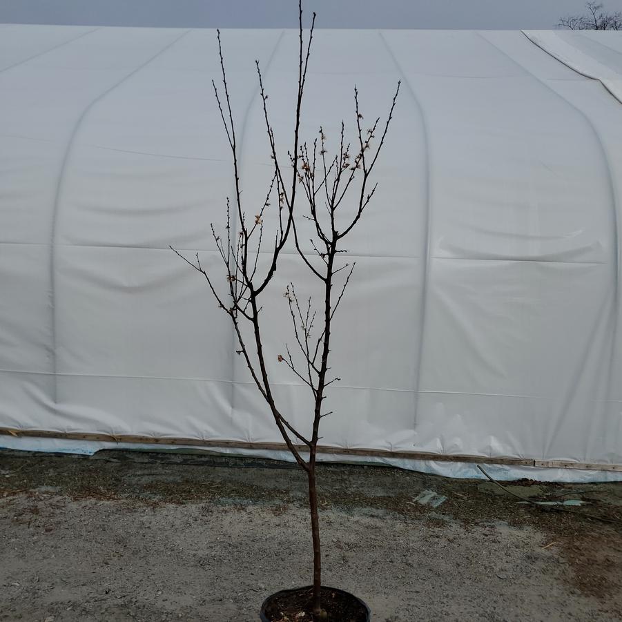 Prunus armeniaca 'Goldstrike'