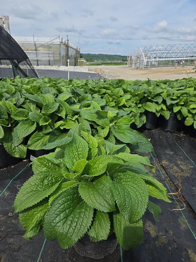 Digitalis mertonensis 