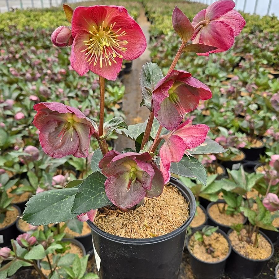 Helleborus Frostkiss® 'Pippa's Purple'