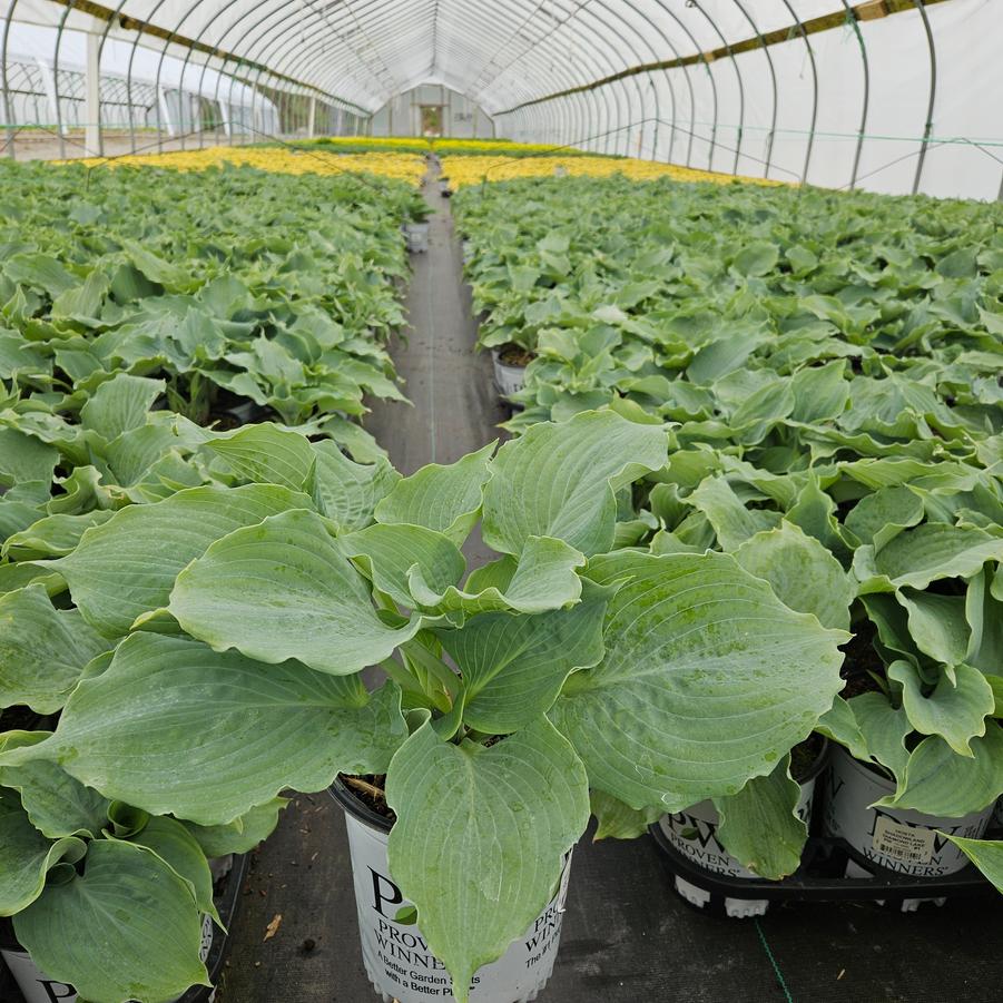 Hosta hybrid Shadowland® Diamond Lake