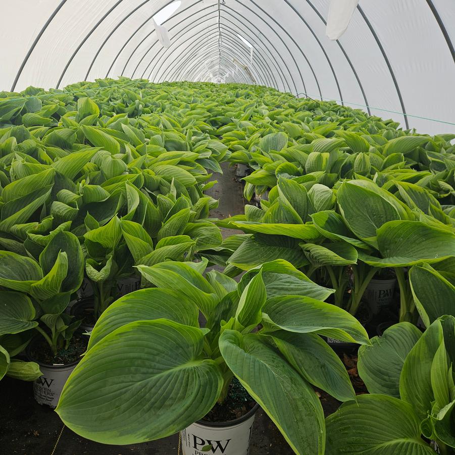 Hosta hybrid Shadowland® Wu-La-La