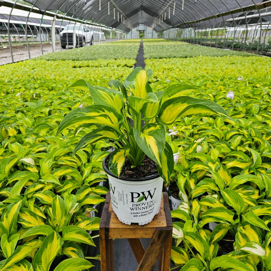 Hosta x Shadowland® 'Etched Glass'