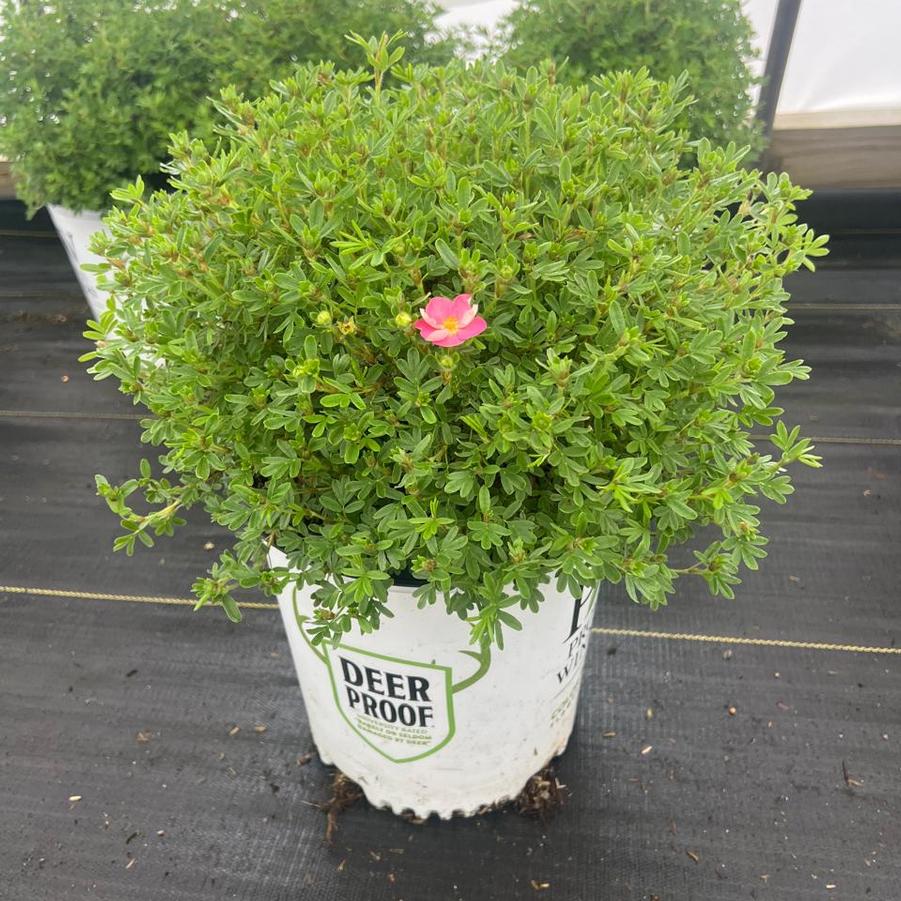 Potentilla fruticosa Happy Face Hearts®