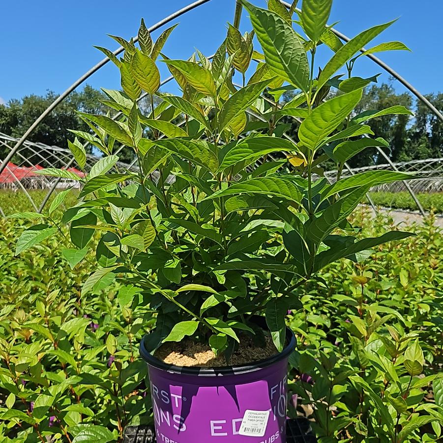 Cephalanthus occidentalis Fiber Optics®