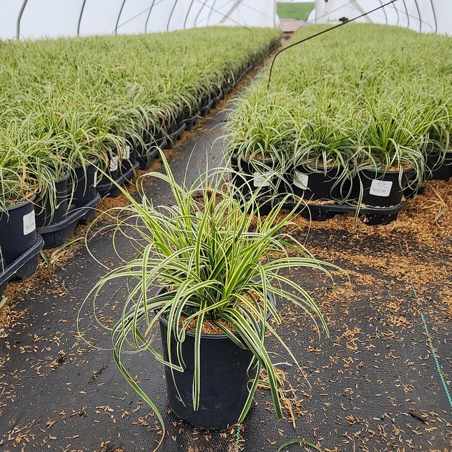 Carex oshimensis 'Feather Falls'