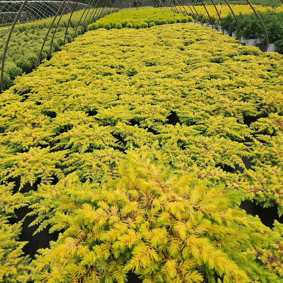 Juniperus conferta Golden Pacific™
