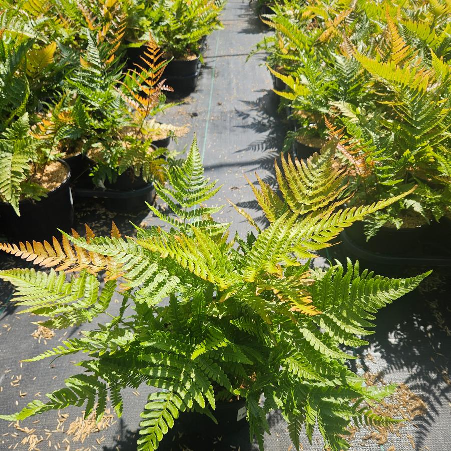 Dryopteris erythrosora 'Brilliance'