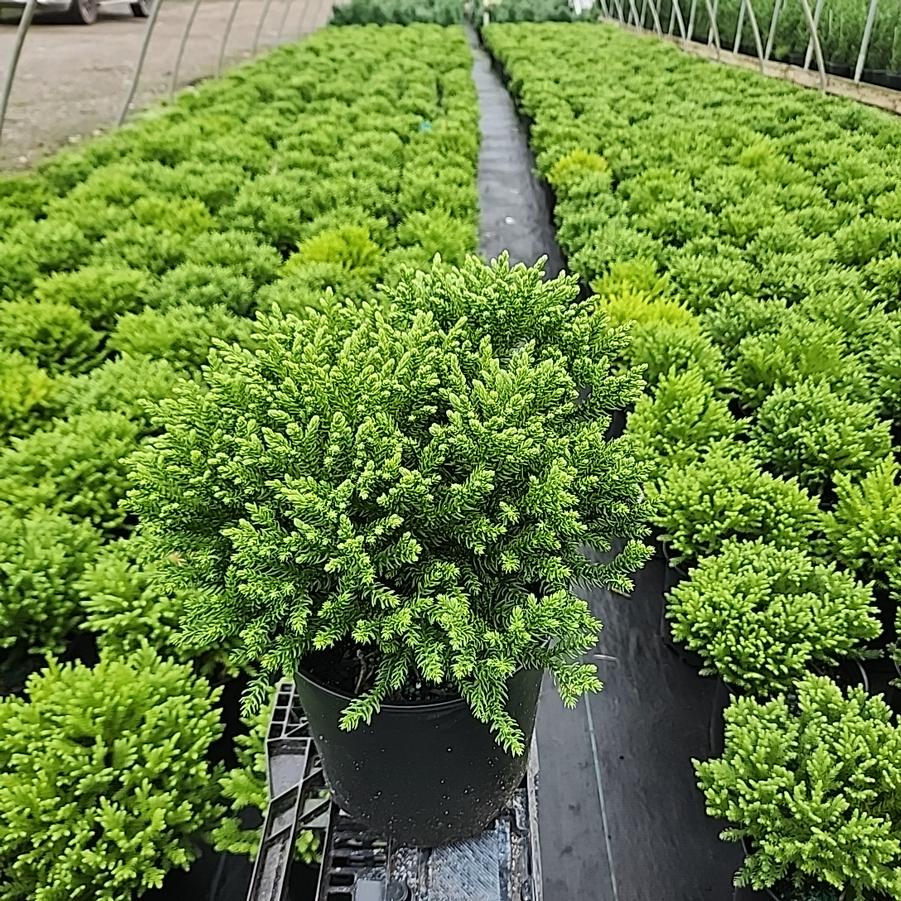 Cryptomeria japonica Dragon Prince™