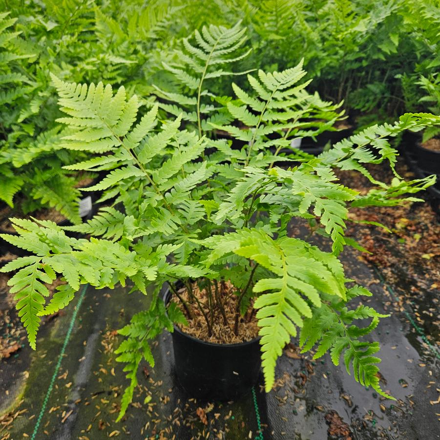 Dryopteris x australis 