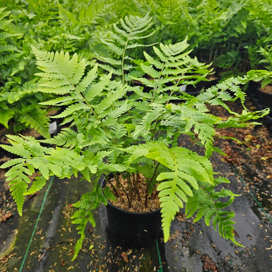 Dryopteris x australis - Dixie Wood