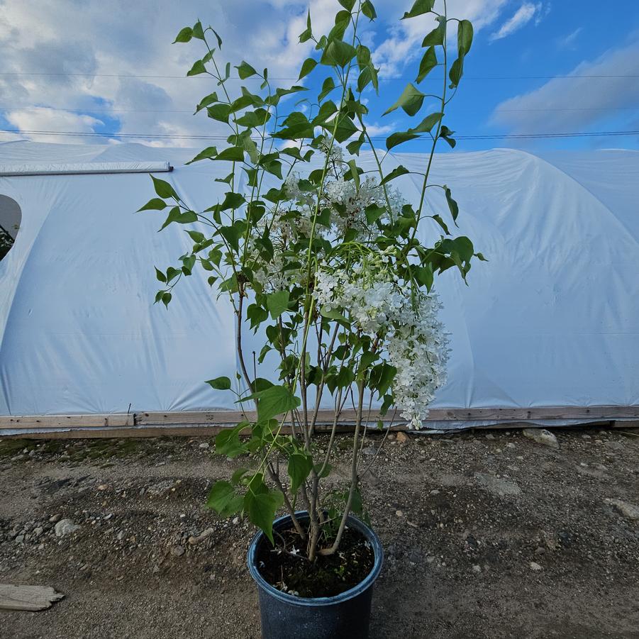 Syringa x 'Betsy Ross'