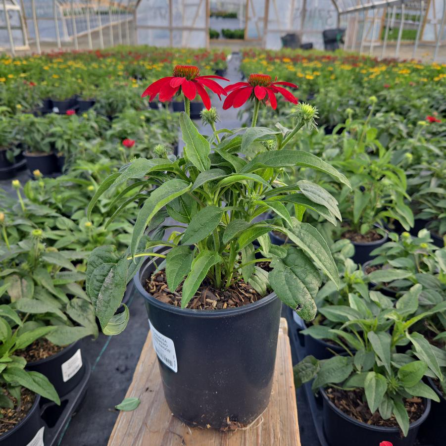 Echinacea x Sombrero® Tres Amigos